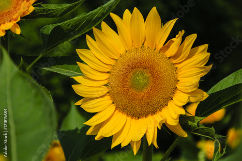 Sunflower closeup background and texture