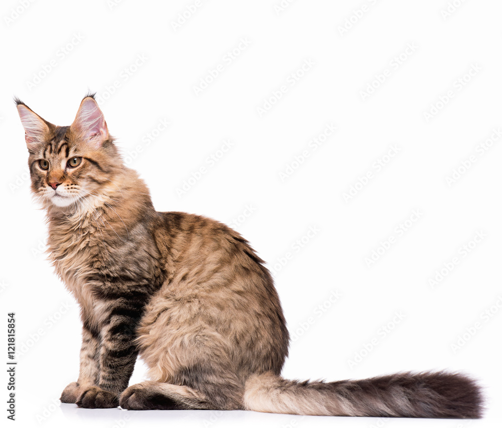Obraz premium Portrait of domestic black tabby Maine Coon kitten - 5 months old. Cute young cat sitting in front and looking away. Adorable kitty isolated on white background.