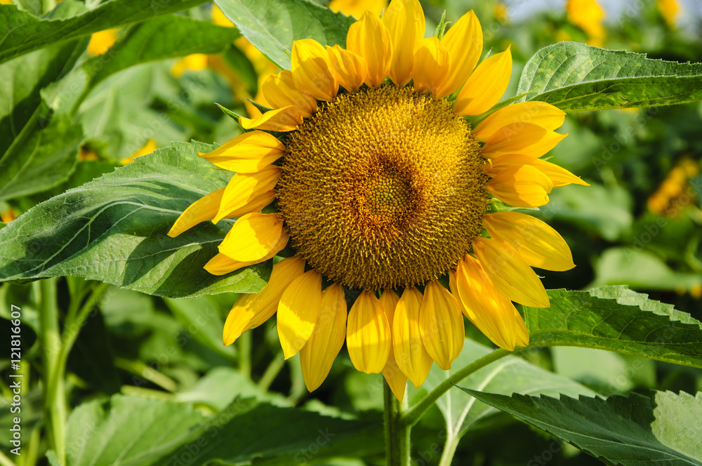 Sunflower closeup background and texture Sunflower closeup background and texture