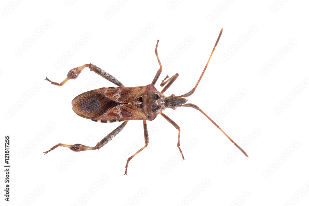 Brown Dock Bug on a white background Brown Dock Bug on a white background