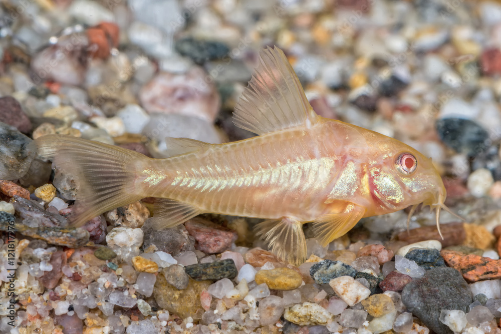 Catfish from the genus Corydoras Catfish from the genus Corydoras