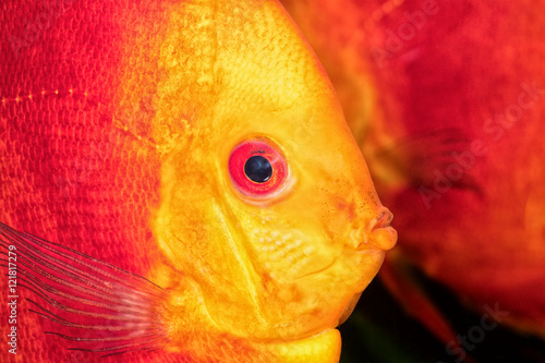 Nice portrait of red-orange discus fish