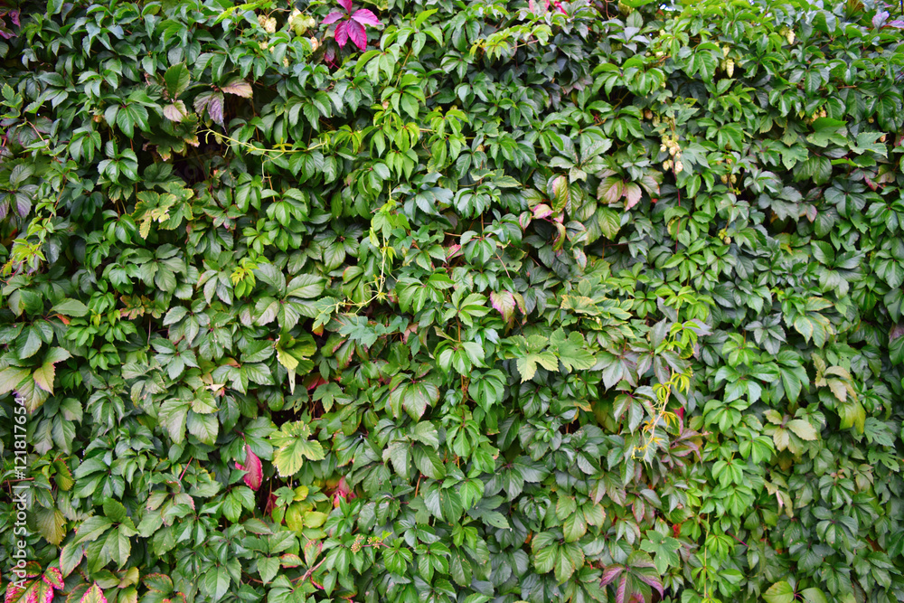 Background of green leaves.