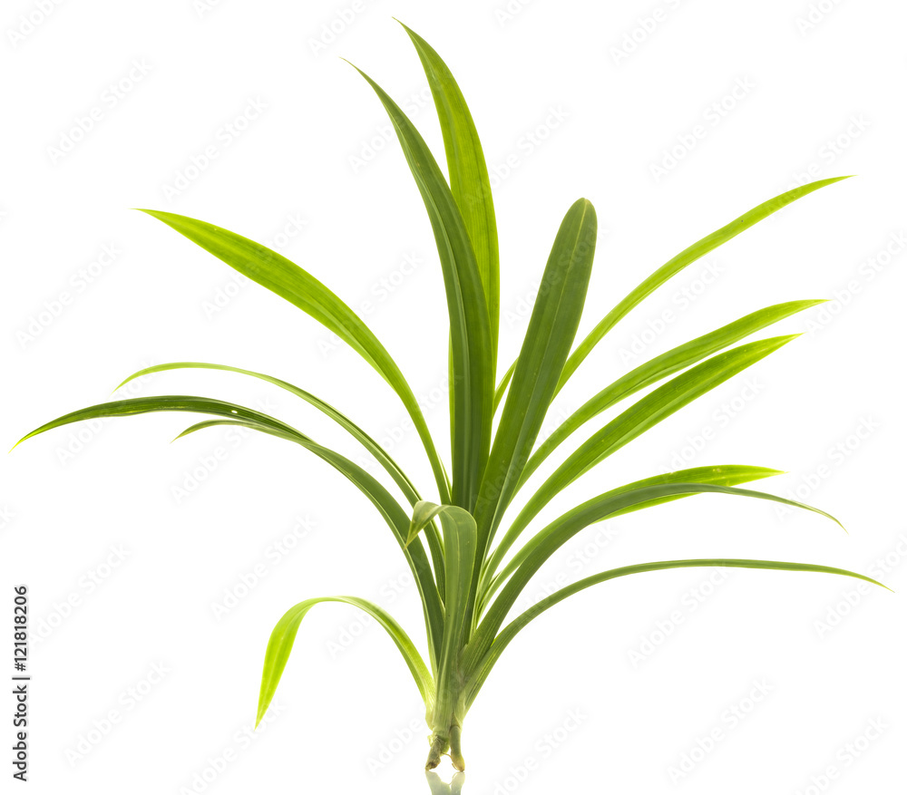 Fototapeta premium Fresh Pandan leaves isolated on white background