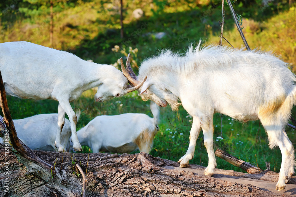 Two young goats on a farm playing head fight Two young goats on a farm playing head fight