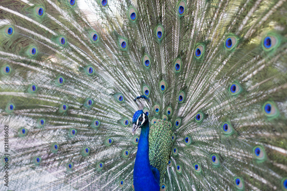 Fototapeta premium Pavo real