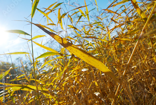 Autumn reed in bright light. photo