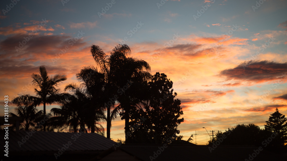 Silhouette Tree