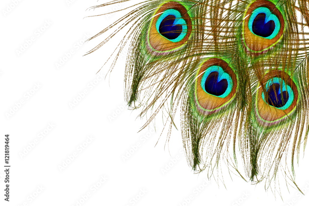 Obraz premium Beautiful peacock feathers as background with text copy space