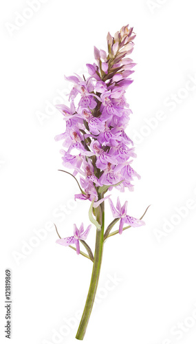 Common spotted orchid  Dactylorhiza fushsii  