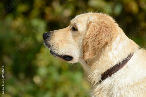 wet Dog golden retriever sitting and looking