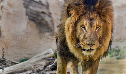 Male lion with a full mane