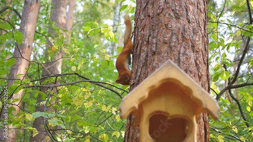 funny squirrel playing in a tree in the Park