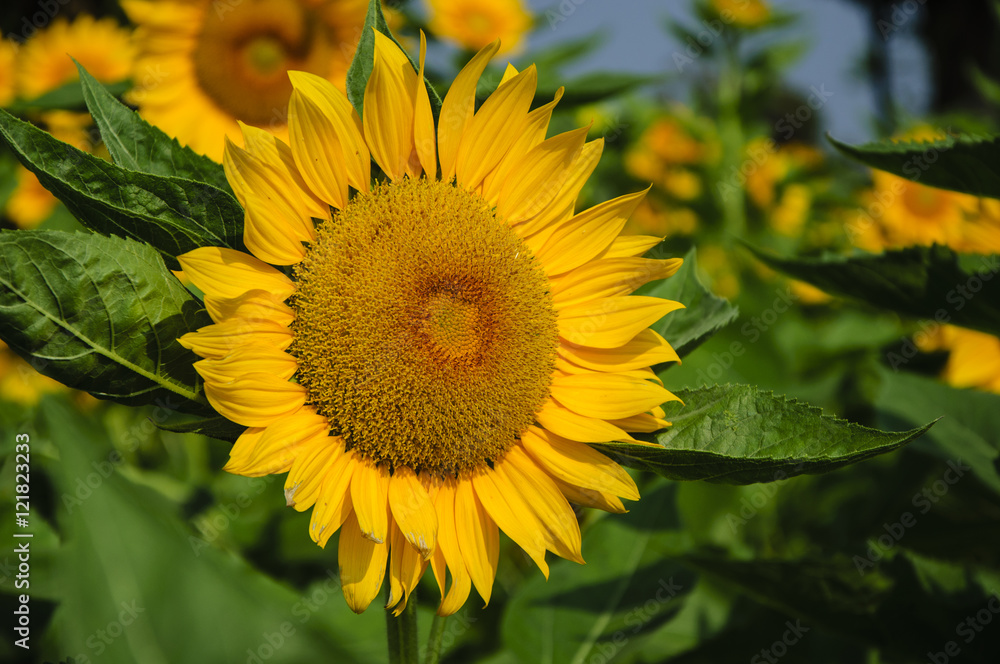 Obraz premium Sunflower closeup background and texture