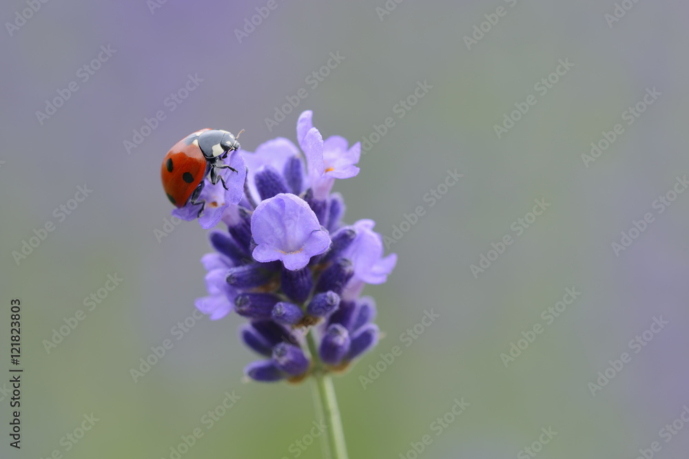 Seven-spotted ladybird on lavender blossom Seven-spotted ladybird on lavender blossom