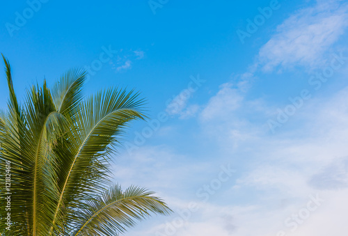  coconut tree and clear blue sky.