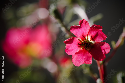 Blüte von einem Portulakröschen im Sommer