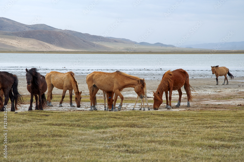 a herd of horses on the shore of Lake a herd of horses on the shore of Lake