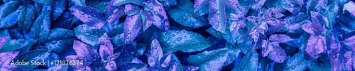 The panoramic background of the blue leaves with drops of rain. Mottled blue
