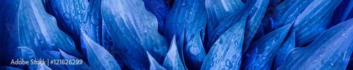 The panoramic background of the blue leaves with drops of rain. Mottled blue
