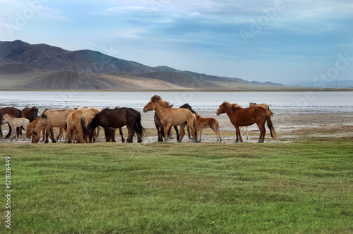 a herd of horses on the shore of Lake © Евгений Кожевников