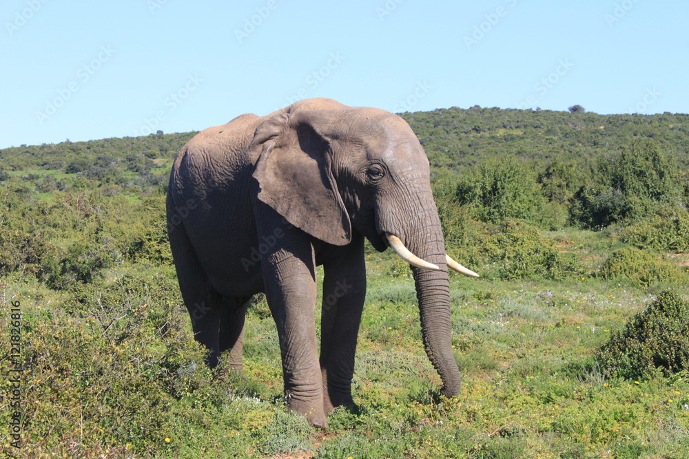 A large elephant standing still in a clearing