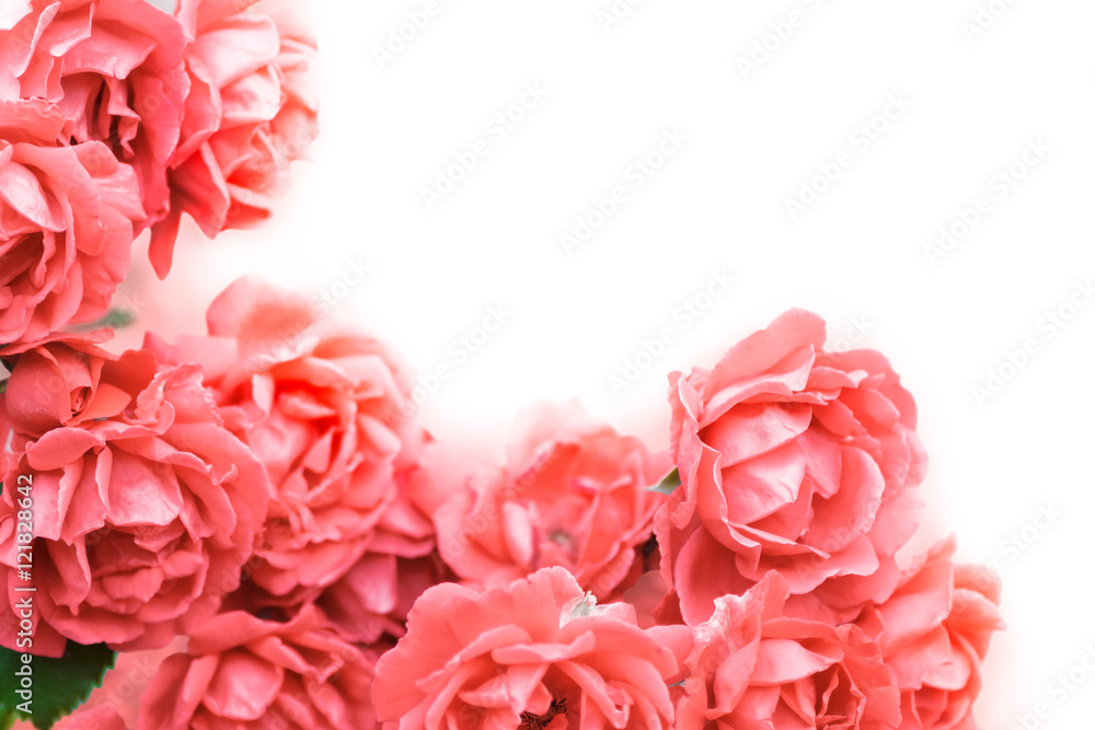 background with pink roses isolated on white.