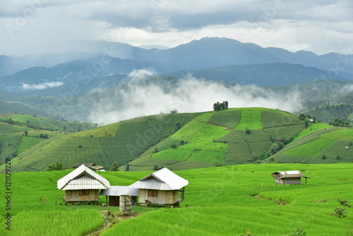 Rice field at Pa Bong Piang village