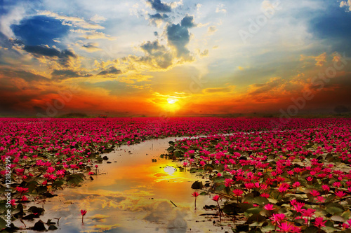 Światło słoneczne powstający lotosowy kwiat w Tajlandia