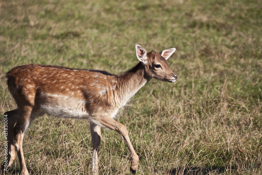 Wildlife,fawn walking in green field Wildlife,fawn walking in green field
