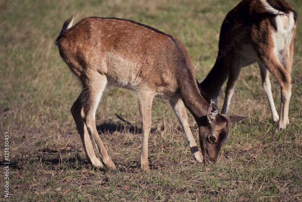 Yound deers graze weed in natural environment Yound deers graze weed in natural environment