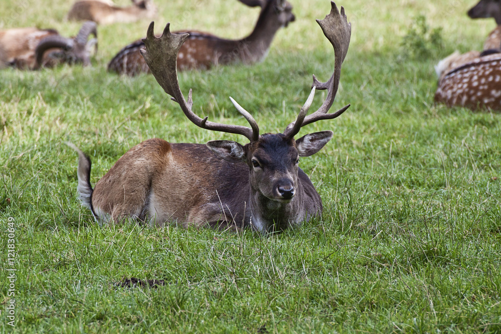 Naklejka premium Young stag crouched in field with herd resting on the back, blur