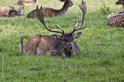 Young stag crouched in field with herd resting on the back  blur