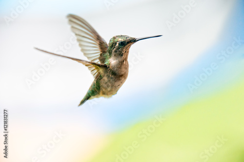 Hummingbird in flight Wings back