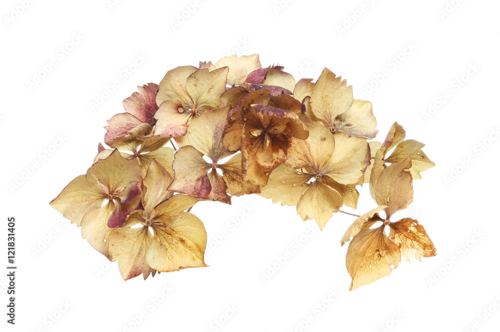 Dried Hydrangea flowers