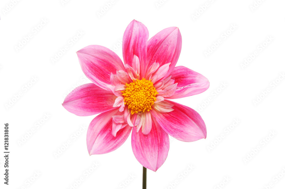 Magenta Dahlia flower