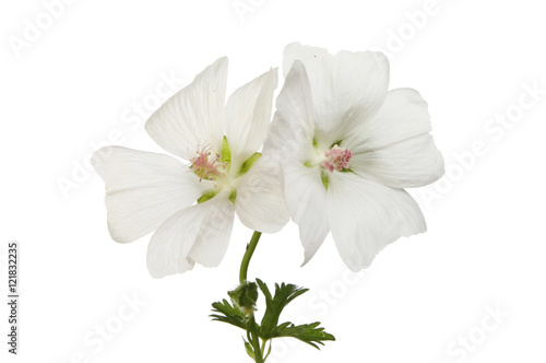 Two white Geranium flowers