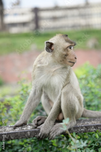 Monkey 4 © nakmeesri