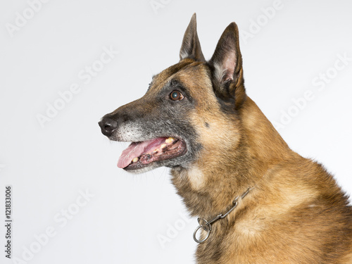 Malinois portrait. The dog breed is Belgian shepherd dog. Image taken in a studio. © Jne Valokuvaus
