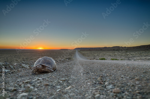 Canvas Print Tortoise Road