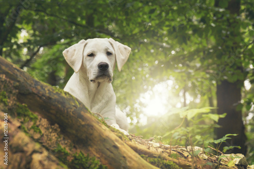 Weißer Hund im Wald