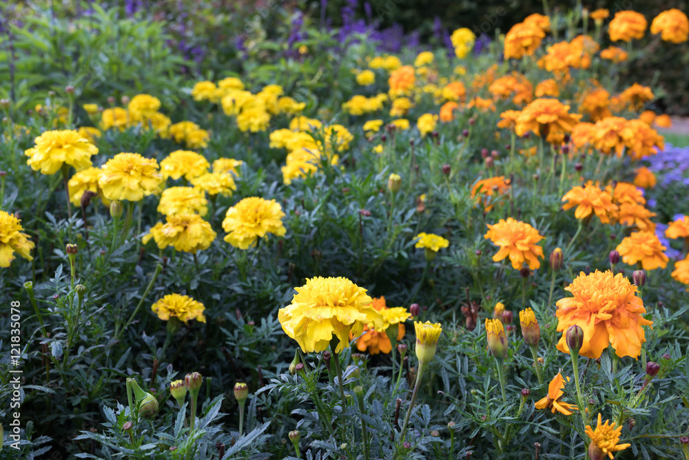 orange and yellow - flower meadow