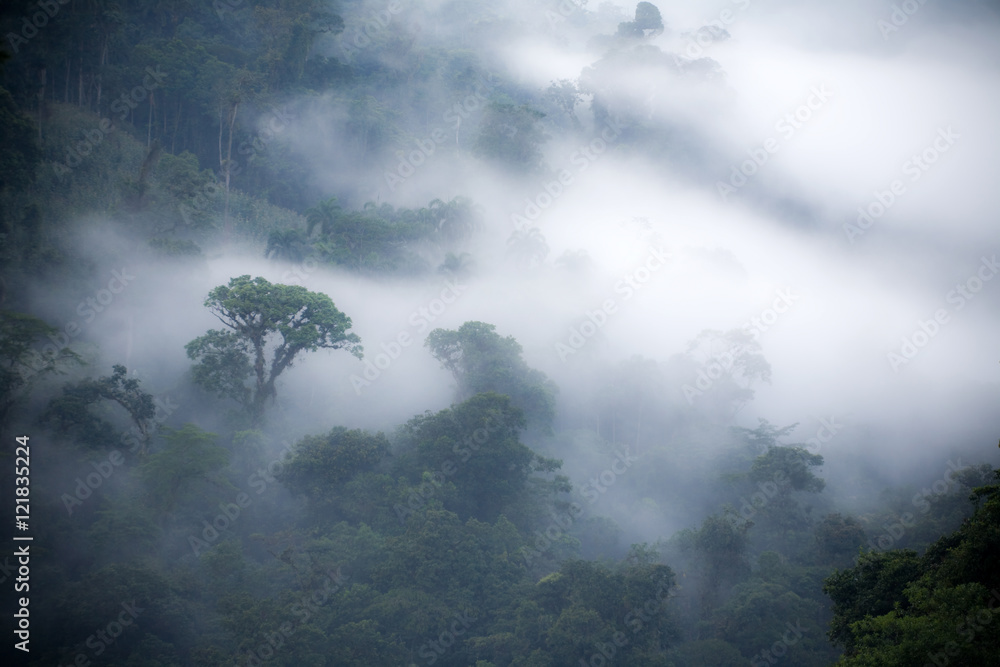 Naklejka premium Mglisty las deszczowy