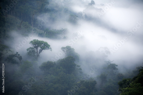 Misty rainforest