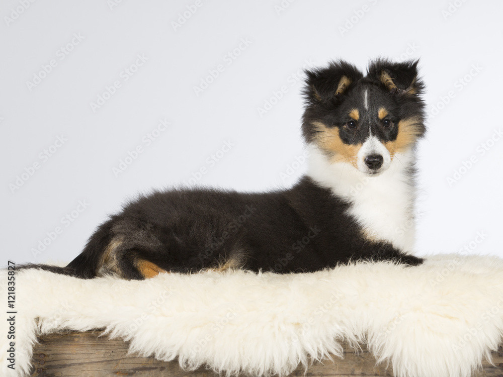 Fototapeta premium Shetland sheepdog puppy portrait. The dog is 12 weeks old. Image taken in a studio.