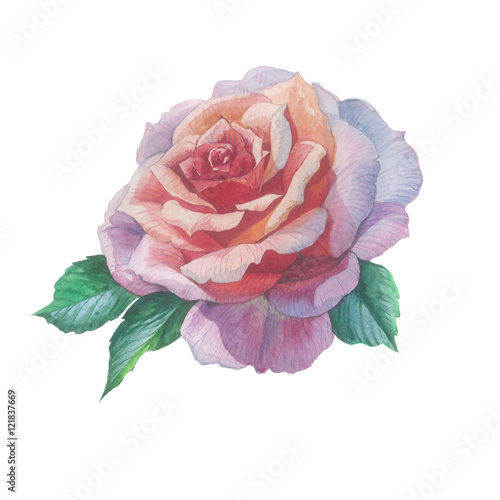 Wildflower rose flower in a watercolor style isolated. Full name of the plant: rose, hulthemia, hesperrhodos, rosa. Aquarelle flower could be used for background, texture, pattern, frame or border.