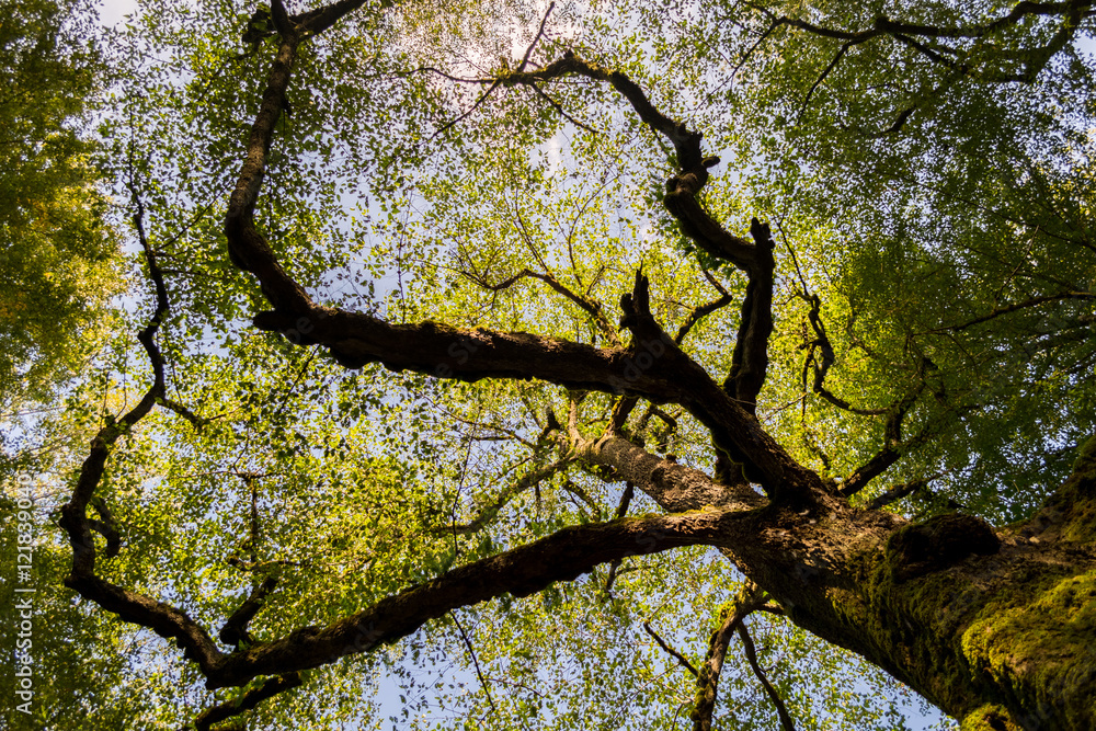 Obraz premium Hyrcania Forest, Mazandaran, Iran