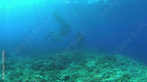 Wallpaper Mural Coral reef with a school of Barracudas and Trevallies. Light reflections, sunrays 4k footage Torontodigital.ca
