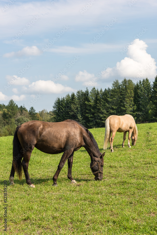 Two horses outdoors grazing on a summer day Two horses outdoors grazing on a summer day