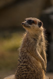 vigilant Meerkat